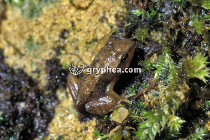 Grenouille rousse - Jeune grenouille (Rana temporaria) - gryphea.com